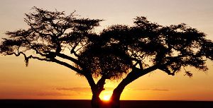 Africa